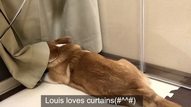 Corgi Puppy Rui is mucking the curtain😋 #112 смотреть онлайн