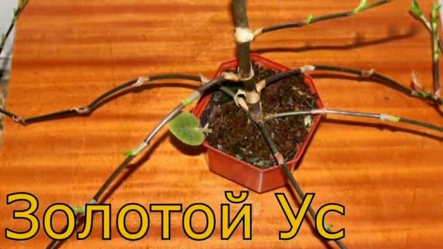 Комнатные цветы на букву З смотреть онлайн