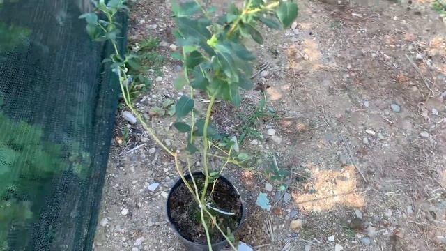 Представяне на синя боровинка сорт блукроп - Presentation Of Blueberry Bluecrop Variety