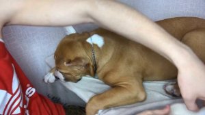 Постановка ушей у стаффорда Бадди♥