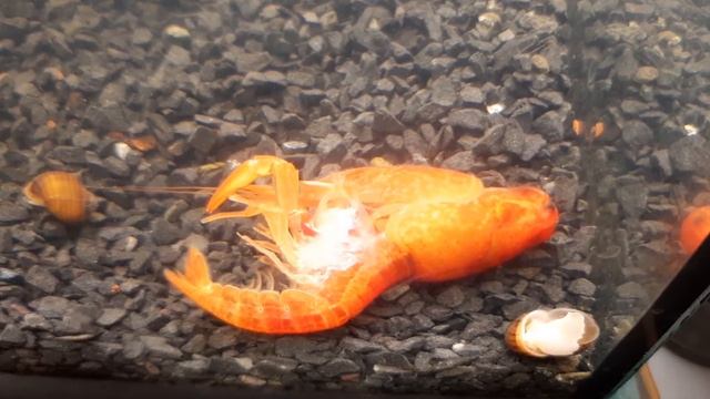 Рак меняет панцирь, сбрасывает старый смотреть онлайн