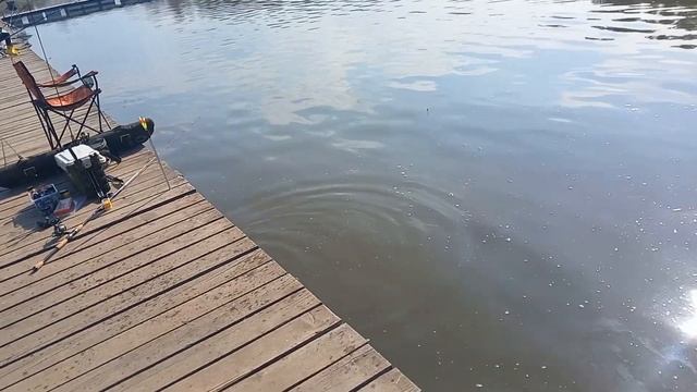 Большой обзор сегодняшней рыбалки на ВИП водоёме в Симбухово !!! смотреть онлайн