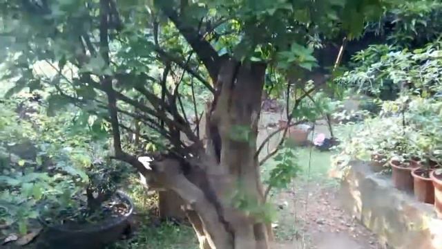 80 YEAR OLD BOUGAINVILLEA BONSAI смотреть онлайн