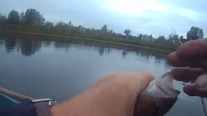 Ловля окуня на малька