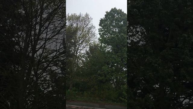 Aspen (Populus tremula) - female tree - May 2018 смотреть онлайн