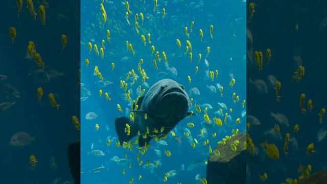 Actinopterygii | Wikipedia audio article смотреть онлайн