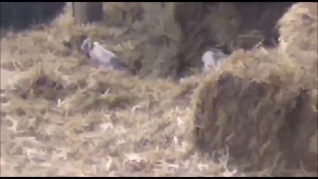 Один день из жизни казаков из станицы Солдато Александровское смотреть онлайн