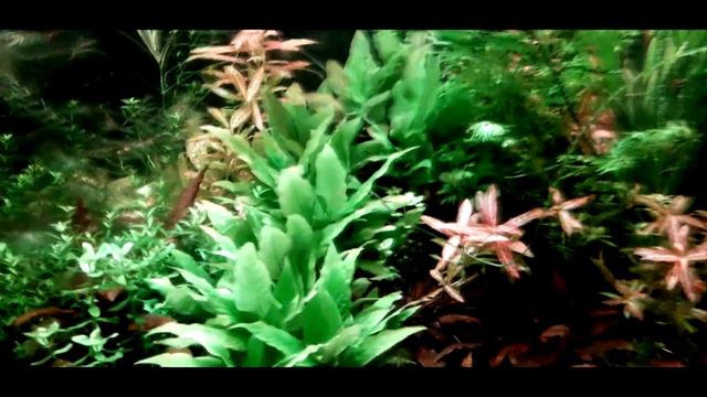 Состояние Hygrophila corymbosa ''compact", рост в корзинах смотреть онлайн