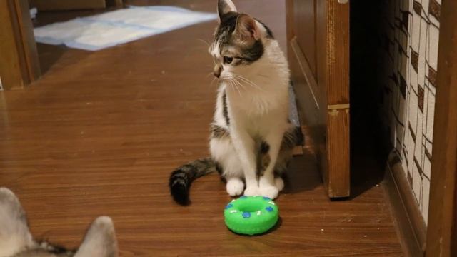 РОЖДЕСТВО УЖЕ СКОРО! Говорящая собака смотреть онлайн