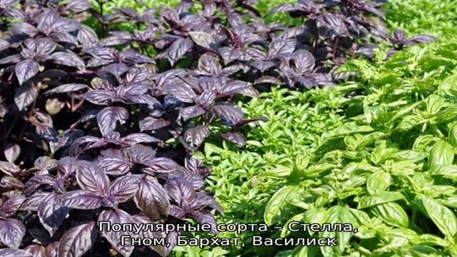 Как выглядит базилик и какими характеристиками отличается смотреть онлайн