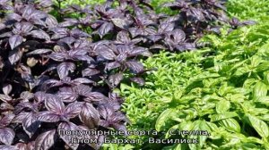 Как выглядит базилик и какими характеристиками отличается