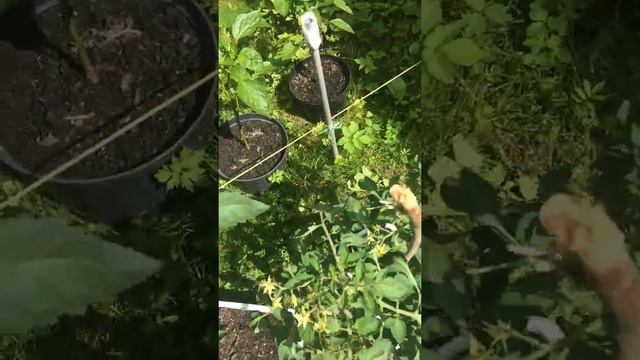 Помидоры в горшках смотреть онлайн