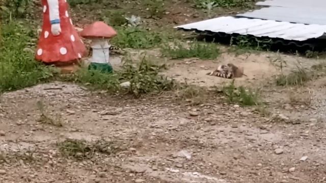 выкормить птенцов удода смотреть онлайн