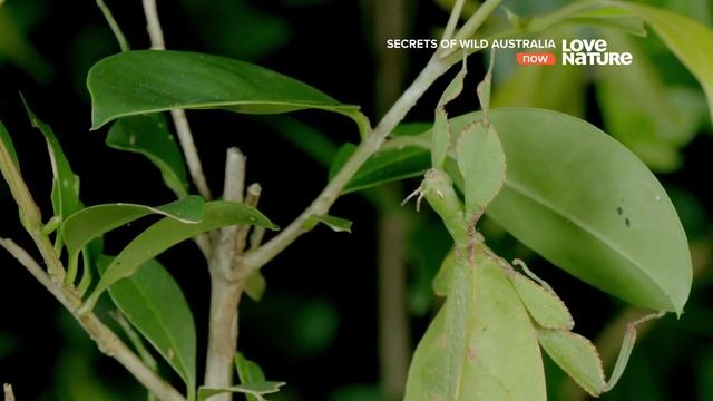 Тайны дикой природы.. Австралия Насекомые ?️ смотреть онлайн