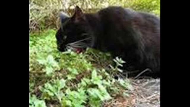 Почему кошки любят котовник?