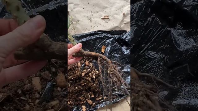 Саженец Роза манстед вуд от гардемарт смотреть онлайн