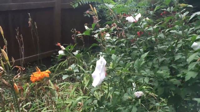 Rose of Sharon Hibiscus Flowers Bush August 3, 2015, Bumblebees смотреть онлайн