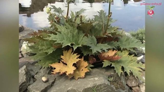 Декоративный ревень в дизайне сада #urozhainye_gryadki смотреть онлайн