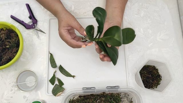 №498/ ОРХИДЕЯ JULIA делим на ДВЕ смотреть онлайн