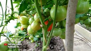 СОРТ ПОМИДОР МОБИЛ В КАЖДОЙ КИСТИ ДО 10 ПЛОДОВ ОЧЕНЬ УРОЖАЙНЫЙ