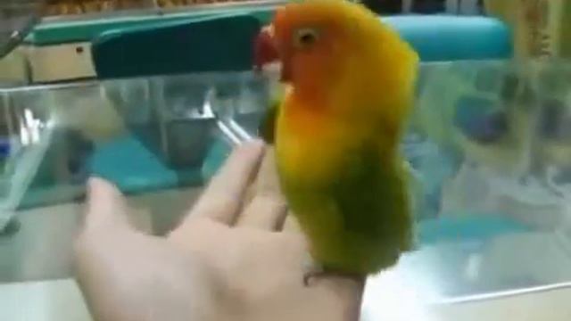 Попугай ловит кайф.mp4 смотреть онлайн