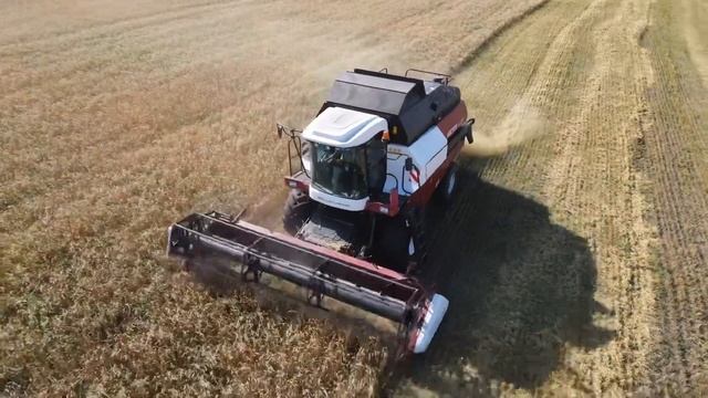 Комбайн VECTOR 410 на уборке пшеницы, сезон 2021/Harvester VECTOR 410 harvesting wheat, season 2021 смотреть онлайн