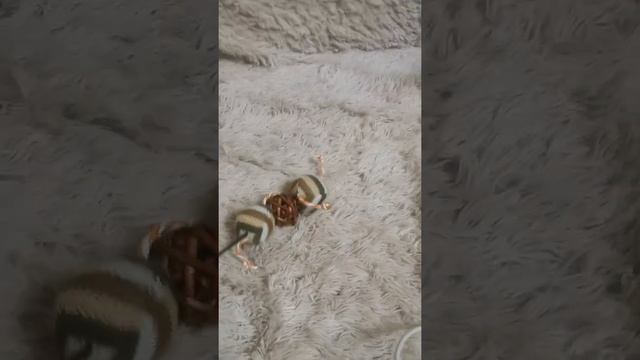 Мейн-кун девочка серебро смотреть онлайн