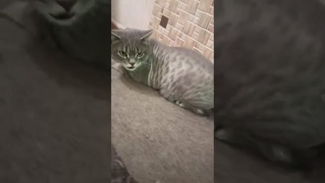 Котик Арчи подстригся. Интересный рисунок на шерсти!/стрижка кошек. смотреть онлайн