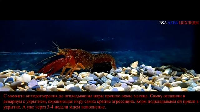 Красный флоридский рак. Procambarus clarkii. смотреть онлайн