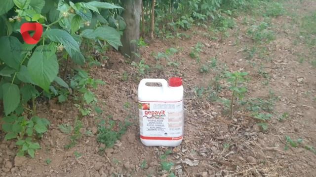 Proljetna prihrana i zaštita maline - kako do dobre berbe смотреть онлайн