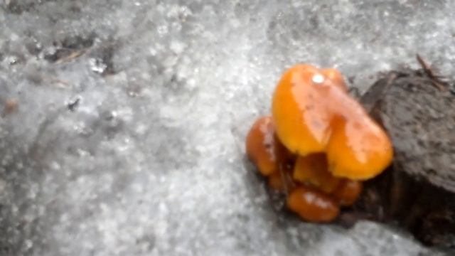 Чудеса природы !!! Грибы зимой ))) 01.02.2015г. смотреть онлайн