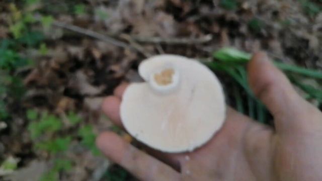Acı Sütlü Mantar, Biberli Mantar, Dilburan, Lactarius piperatus, Lactifluus piperatus, Acı Mantar. смотреть онлайн