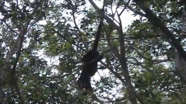 Playa Grande Canoe Tour смотреть онлайн