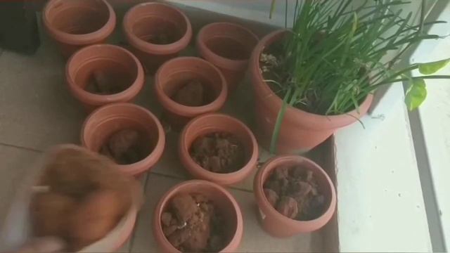 Seed Ball Gardening | Easy Creative Gardening Techniques | Anu Vlogs