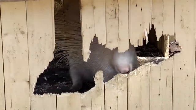 Шикарный зоопарк, парк динозавров в Краснодаре