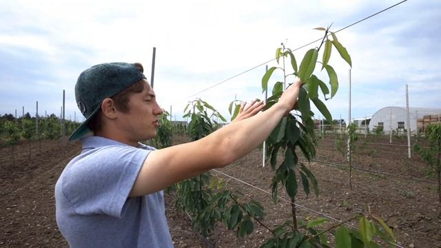 Промышленный сад. Сбор черешни. Как обрезать и защищать дерево? Урожай 2020 / Антон Пермяков смотреть онлайн