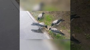 Что вороны едят и пьют / What do crows eat and drink