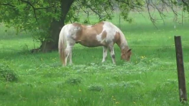 Palomino/Pinto Horse Grazing смотреть онлайн