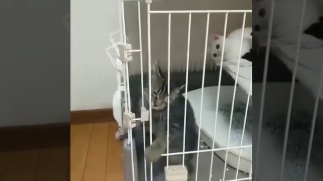 СМЕШНЫЕ ВИДЕО ЖИВОТНЫЕ // FUNNY ANIMALS VIDEOS смотреть онлайн