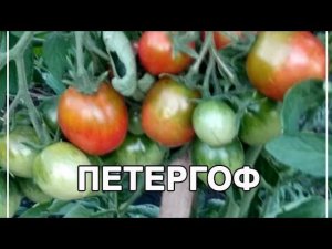 "Петергоф - Нагимовой" дети очень любят! Супер сладкий