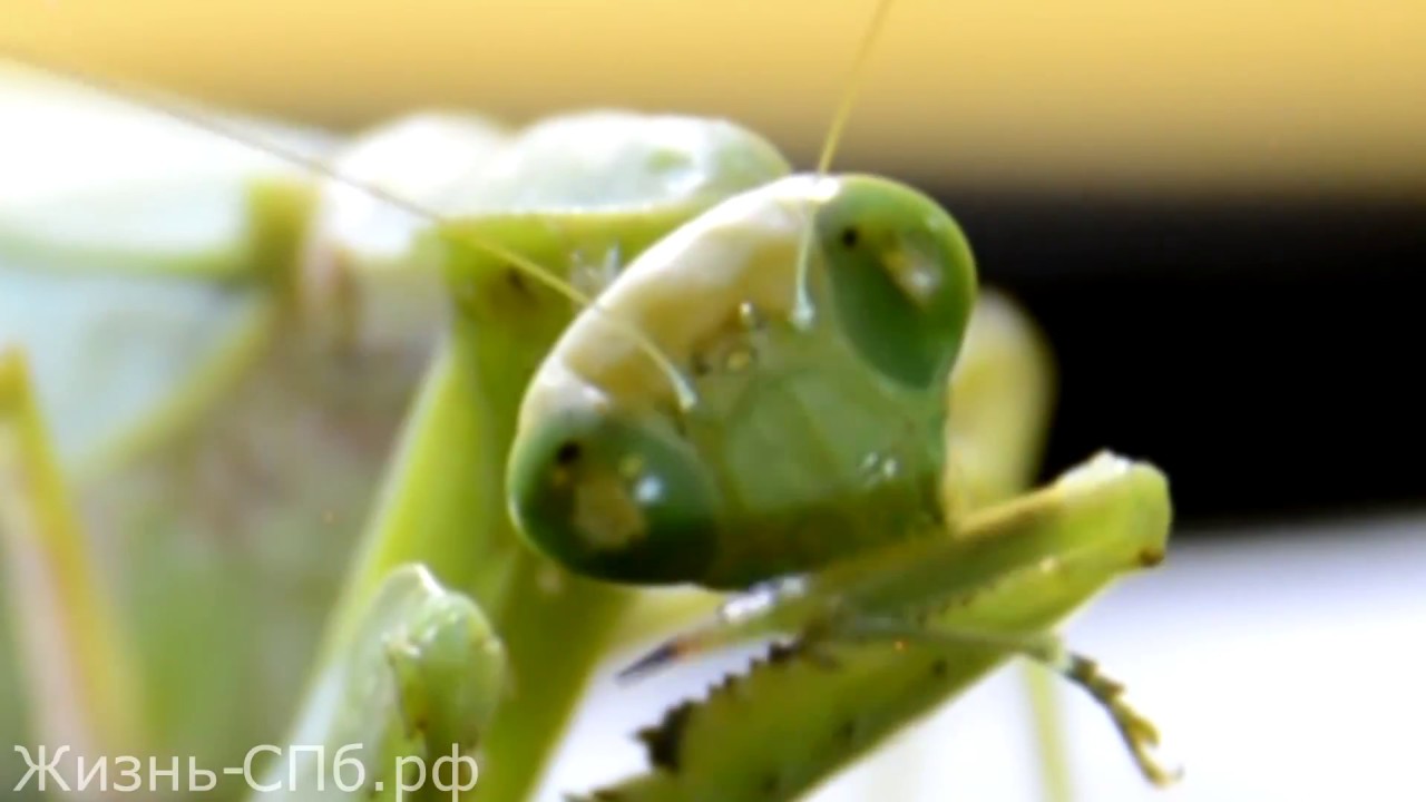 Богомолы Hierodula multispina - содержание в домашних условиях смотреть онлайн