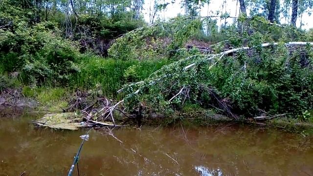 Поймал три вида рыбы ! Рыбалка на микроречке ! смотреть онлайн