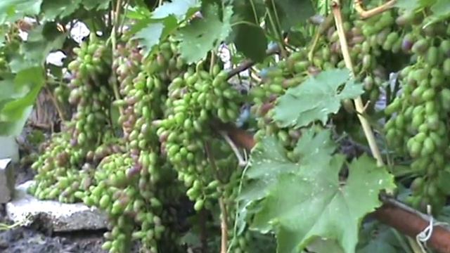 Виноград лучший 40 форм из 135 смотреть онлайн