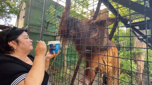 Орангутан Дана ЕСТ ЛЮБИМЫЙ БОРЩ ! смотреть онлайн