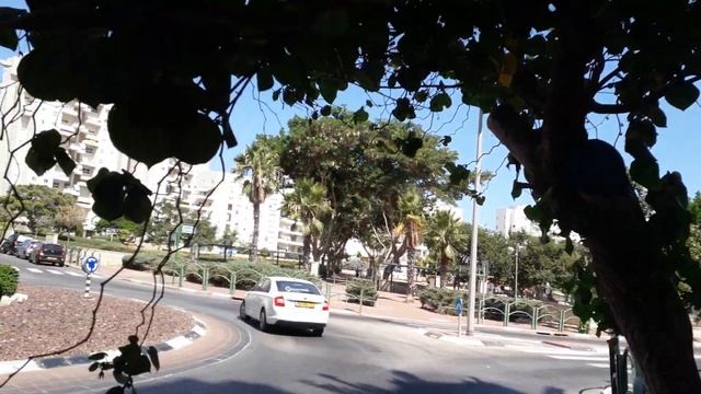 Тюльпаны Желтые растут на Деревьях#цветы#красота#тюльпаны#желтые смотреть онлайн