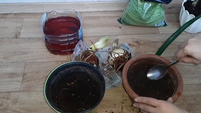 АМАРИЛЛИС (ГИППЕАСТРУМ) ПОСАДКА ЛУКОВИЦ 26.05.22 смотреть онлайн