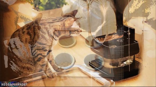 4 Ужасные Ошибки в Уходе за Кошкой ¤ НЕОБЫЧАЙНОЕ смотреть онлайн