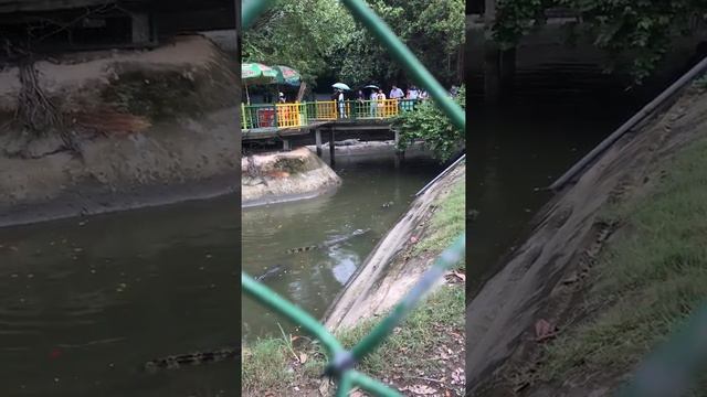 Зоопарк Сайгон смотреть онлайн