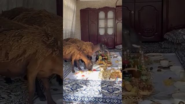 Гиссары на продажу, внимание‼️ едят только домашнию еду!! смотреть онлайн