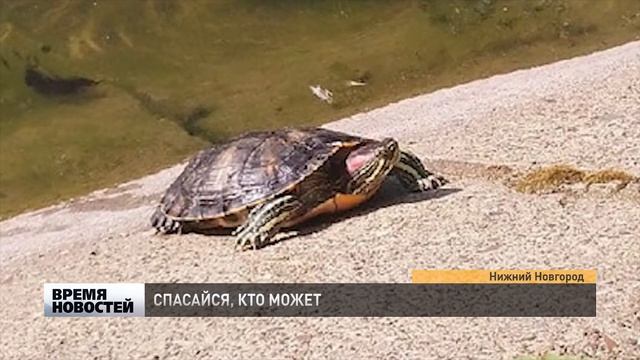 ПОГОДА ШЕПЧЕТ... смотреть онлайн